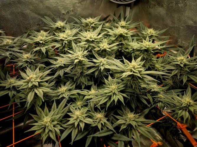 Caly 'n banana main lining. Week 7