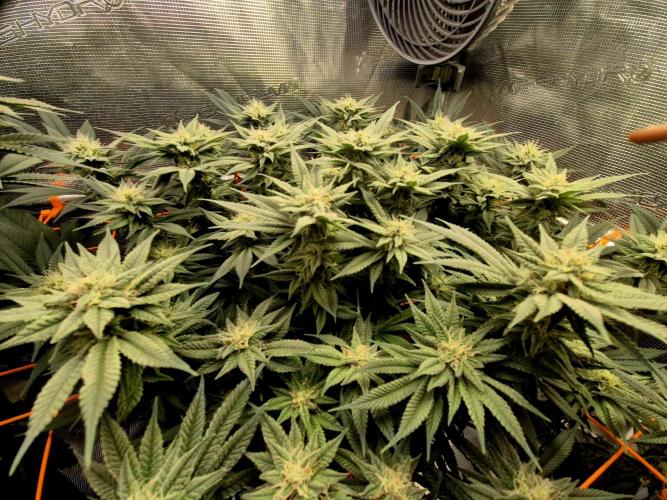 Caly 'n banana main lining. Week 7