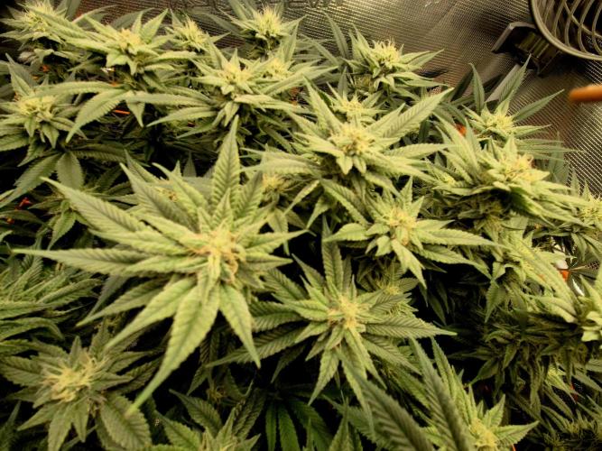 Caly 'n banana main lining. Week 7