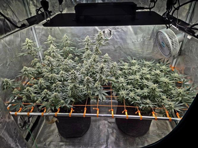 Caly 'n banana main lining. Week 7