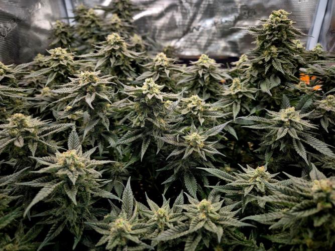 Steckies kurz vor dem Herbst... Week 9