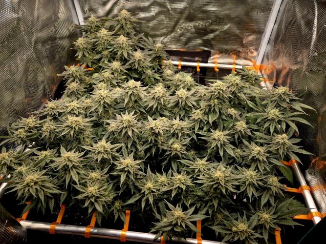 Steckies kurz vor dem Herbst... Week 9