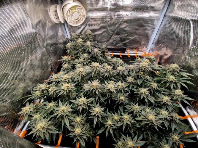 Steckies kurz vor dem Herbst... Week 9