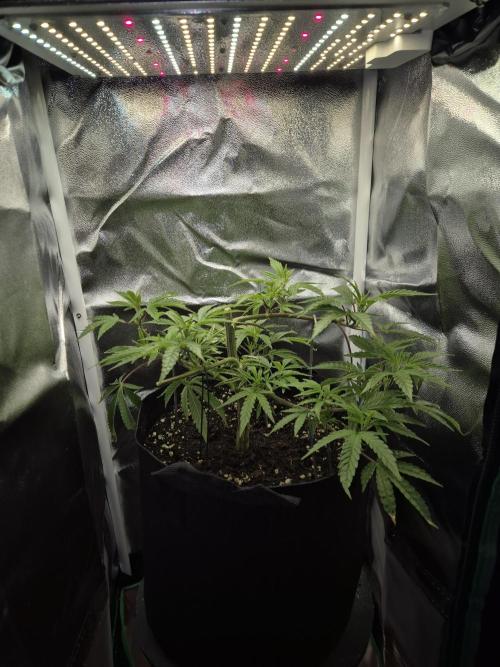 Adoption eines Steckies main lining. Week 5