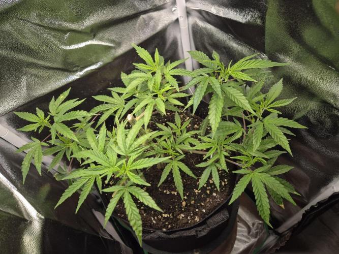 Adoption eines Steckies main lining. Week 5