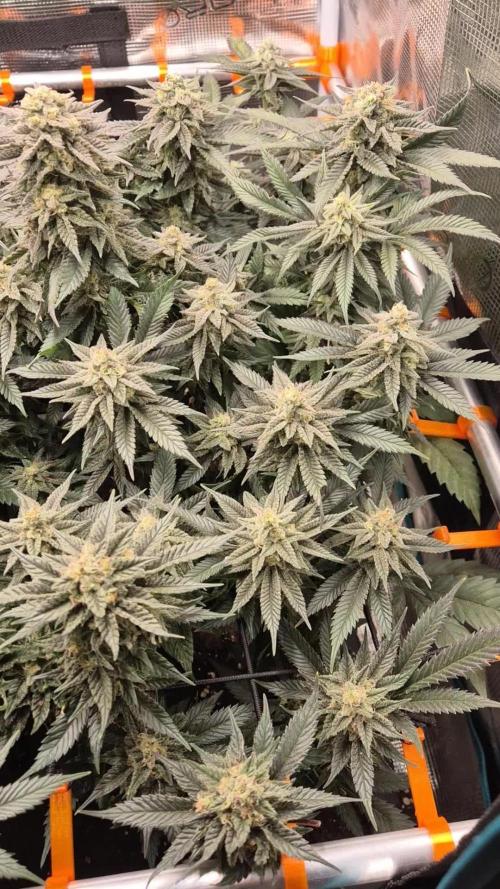 "Purple" Haze clones