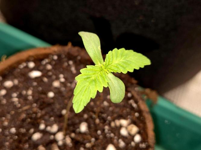 Cream Mandarine main lining. Week 1