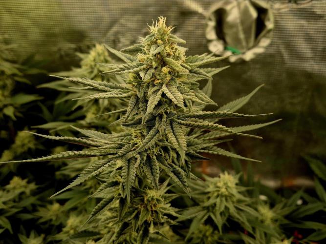 Caly 'n banana main lining. Week 7