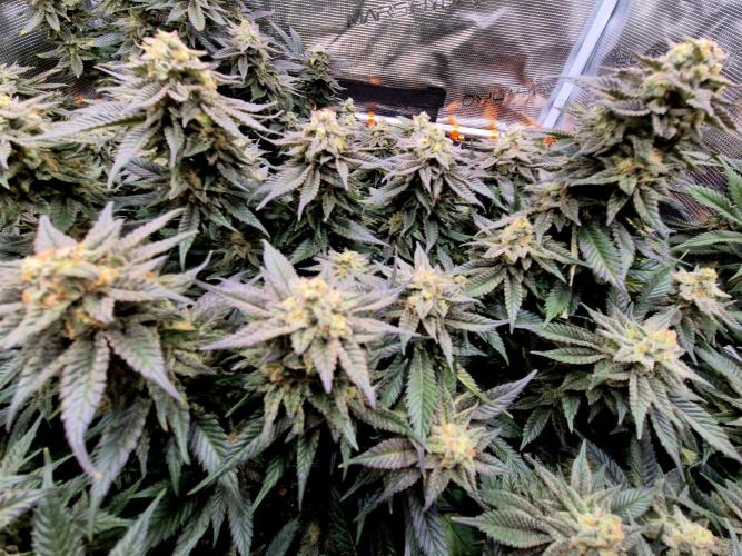 Steckies kurz vor dem Herbst... Week 9