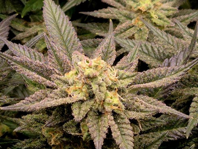 Steckies kurz vor dem Herbst... Week 9