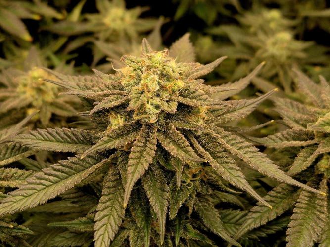 Steckies kurz vor dem Herbst... Week 9