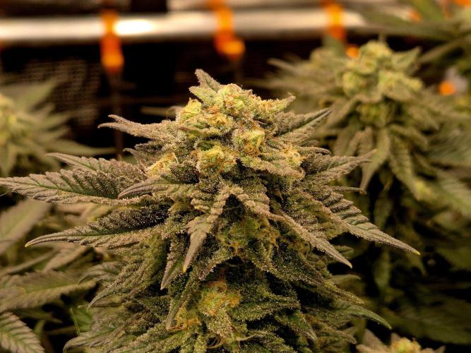 Steckies kurz vor dem Herbst... Week 9