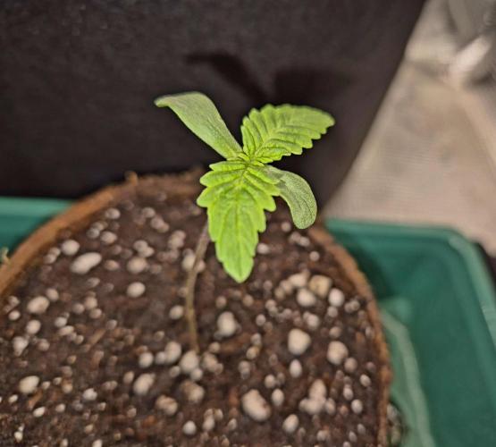 Cream Mandarine main lining. Week 1