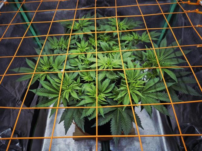 Orange bud main lining. Week 9