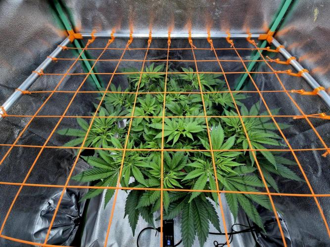 Orange bud main lining. Week 9