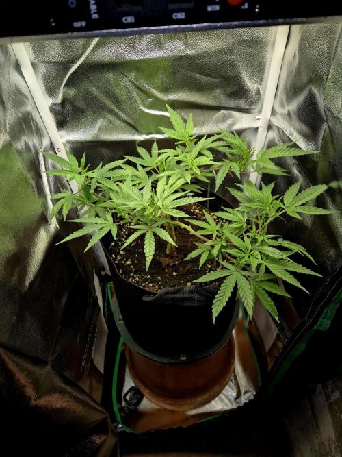 Adoption eines Steckies main lining. Week 5