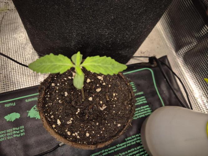 Cream Mandarine main lining. Week 1