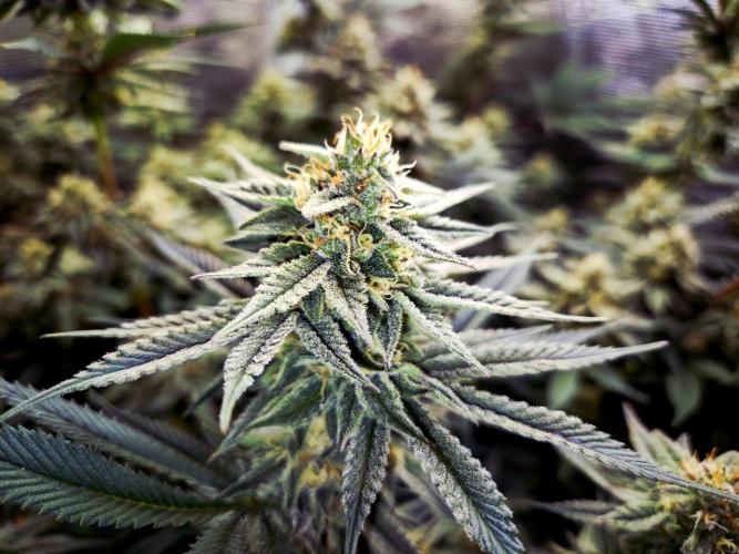 Caly 'n banana main lining. Week 7