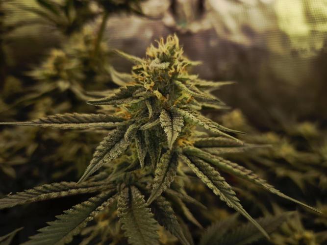 Caly 'n banana main lining. Week 7