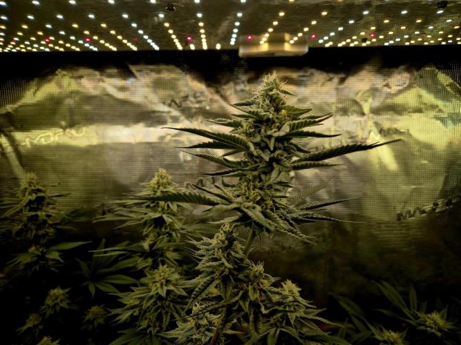 Caly 'n banana main lining. Week 7