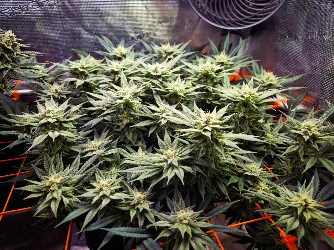 Caly 'n banana main lining. Week 7