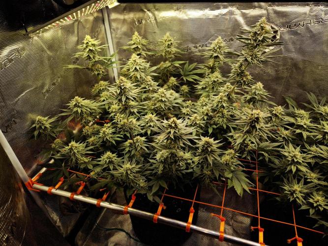 Caly 'n banana main lining. Week 7