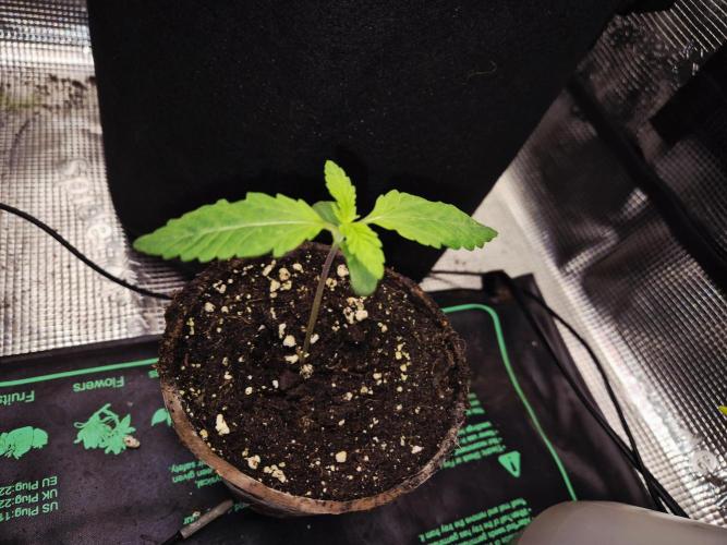 Cream Mandarine main lining. Week 1