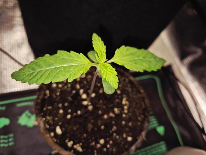 Cream Mandarine main lining. Week 1