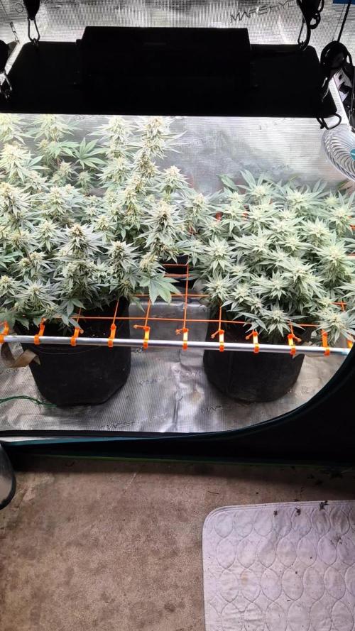 Caly 'n banana main lining