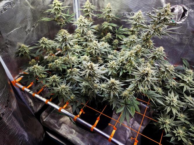 Caly 'n banana main lining. Week 7