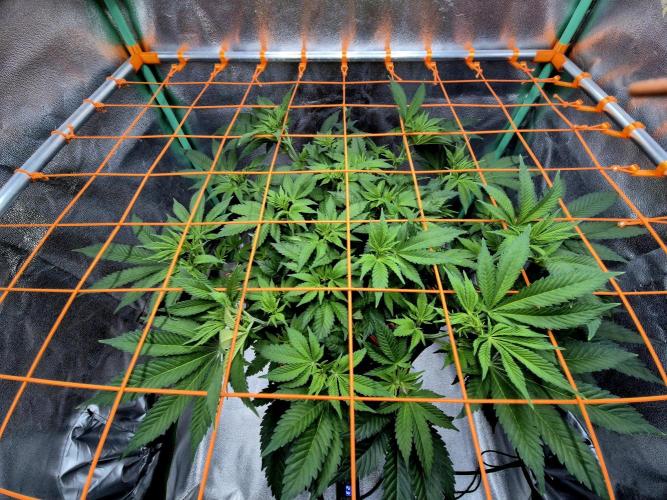 Orange bud main lining. Week 9 - 14.02.