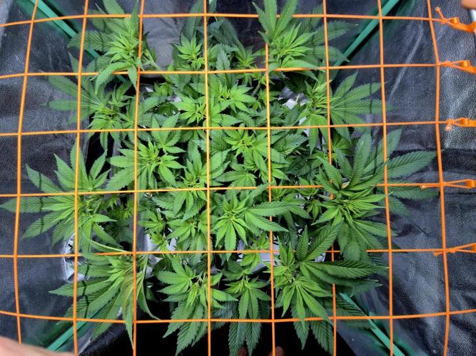 Orange bud main lining. Week 9 - 14.02.