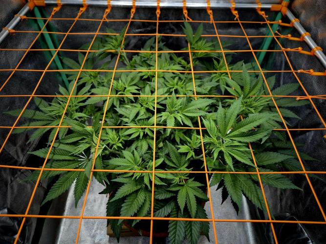 Orange bud main lining. Week 9 - 14.02.