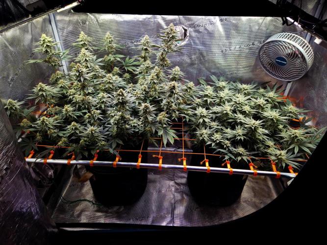 Caly 'n banana main lining. Week 7