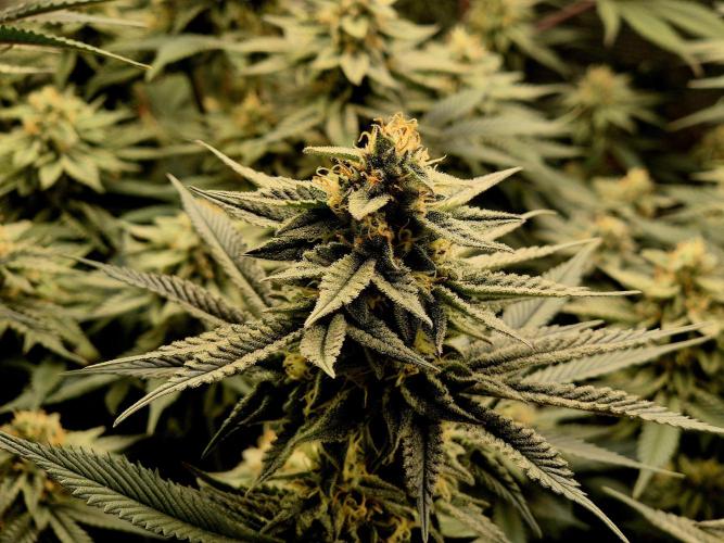 Caly 'n banana main lining. Week 7 - Ende Woche 7