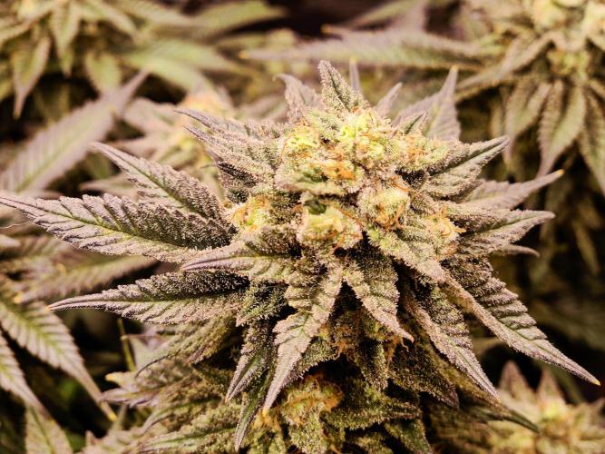 "Purple" Haze Steckies. Week 9