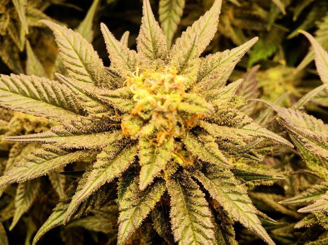 "Purple" Haze Steckies. Week 9