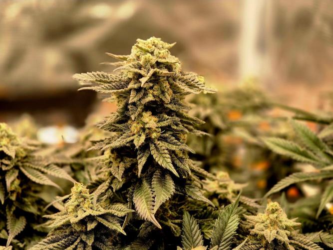 "Purple" Haze Steckies. Week 9