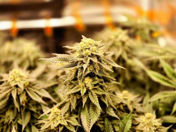 "Purple" Haze Steckies. Week 9