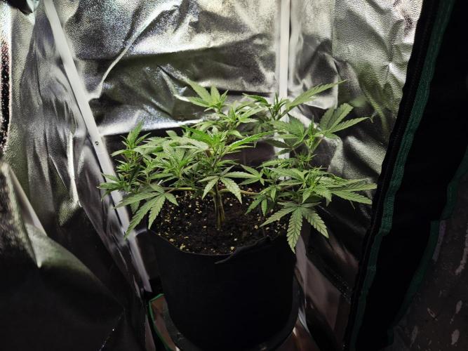 Adoption eines Steckies main lining. Week 5