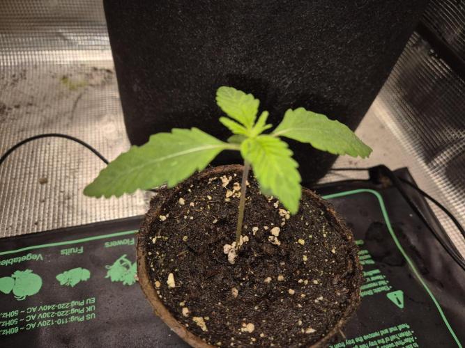 Cream Mandarine main lining. Week 1