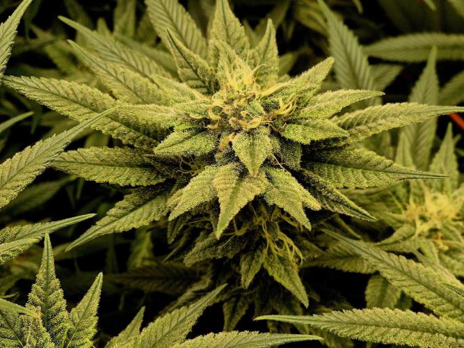 Caly 'n banana main lining. Week 8