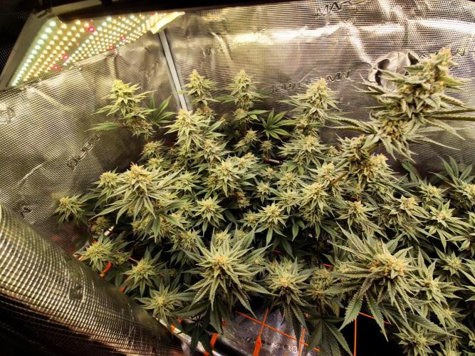 Caly 'n banana main lining. Week 8