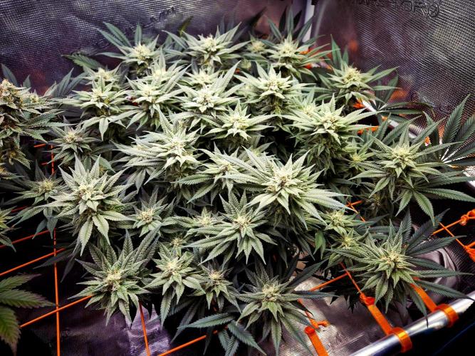 Caly 'n banana main lining. Week 8