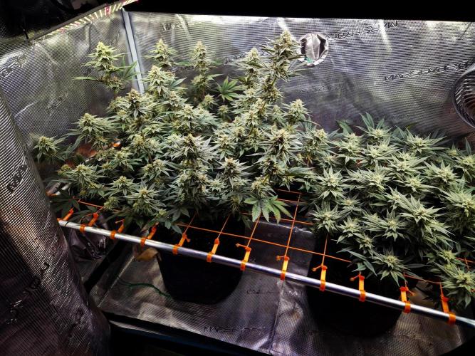 Caly 'n banana main lining. Week 8