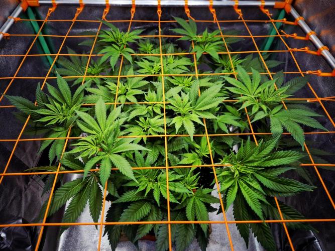 Orange bud main lining. Week 10