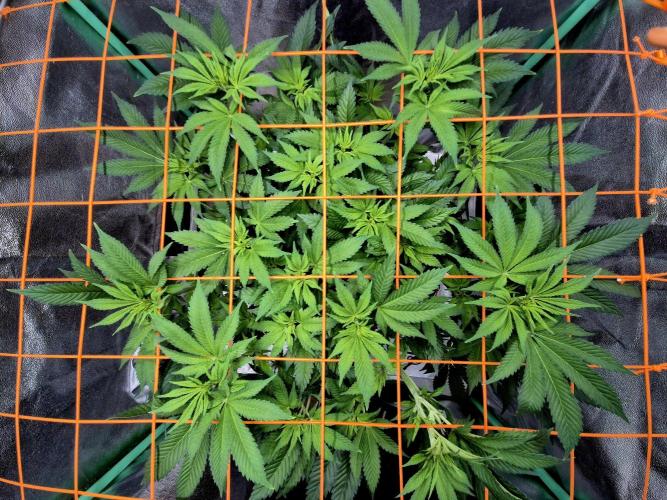 Orange bud main lining. Week 10