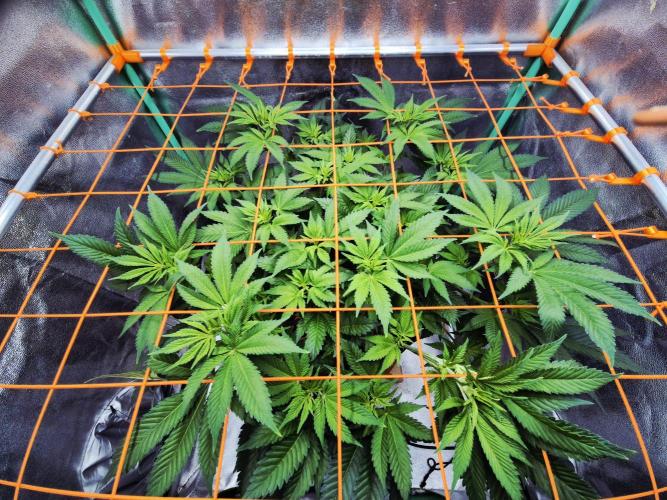 Orange bud main lining. Week 10 - 15.02.