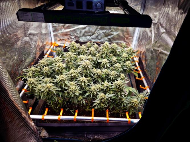 "Purple" Haze Steckies. Week 10