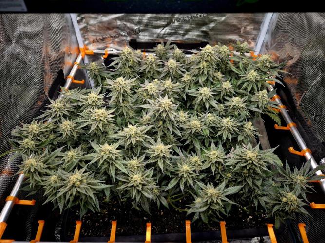 "Purple" Haze Steckies. Week 10